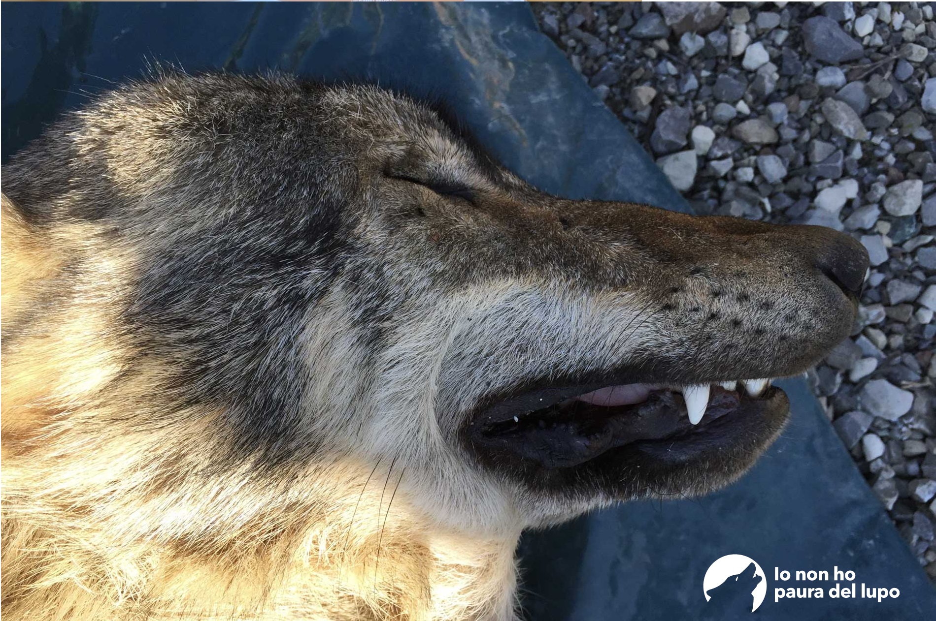 La mortalità del lupo in Italia: tra il 2019 e il 2023 rinvenuti 1.639 esemplari senza vita